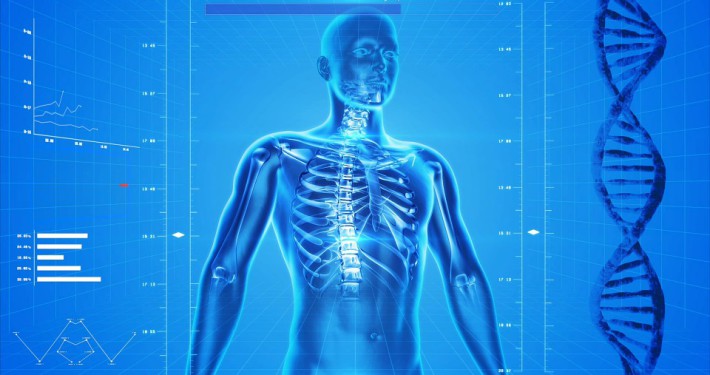 Cuerpo humano