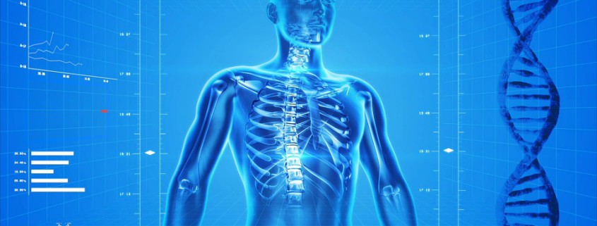 Cuerpo humano