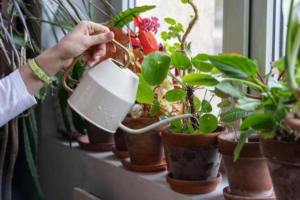 ¿Cuánta agua necesitan las plantas de interior?
