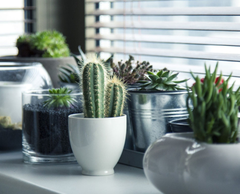 ¿Cuánta agua necesitan las plantas de interior?