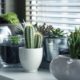 ¿Cuánta agua necesitan las plantas de interior?