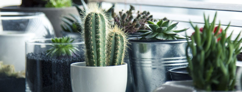 ¿Cuánta agua necesitan las plantas de interior?